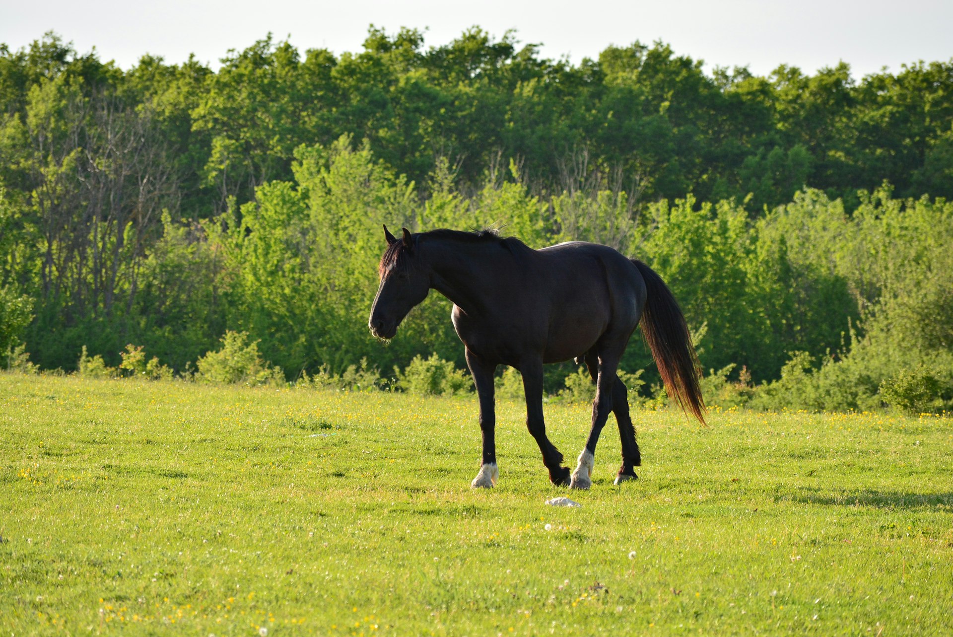 a black horse walking across a lush green field